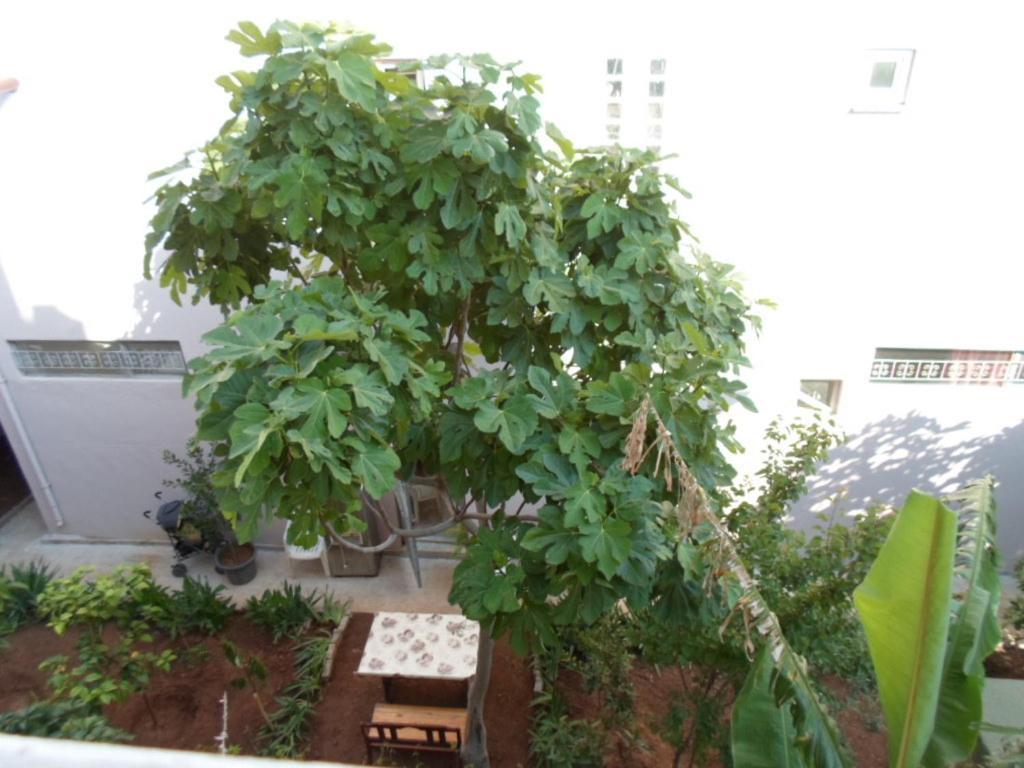 Banana Apart Marmaris Exterior photo